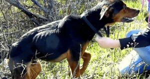 Povero Cane con la gamba rotta capisce che la donna è lì per aiutarlo e le salta in braccio