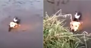 Cagnolone coraggioso si lancia nel lago per salvare un gattino che annegava (VIDEO)