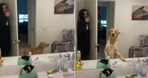 Famiglia gioca a nascondino e il suo cane è scioccato quando vede il suo proprietario allo specchio (VIDEO)