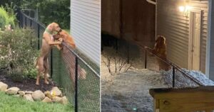 Cagnolone che ha paura della neve la supera pur di poter vedere il suo migliore amico (VIDEO)