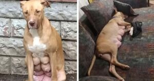 Cagnolina piena di latte in condizioni pietose aspetta che il suo proprietario torni a prenderla