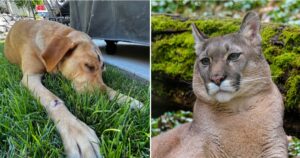 Cucciolo viene considerato un eroe dopo aver combattuto contro un puma per salvare due bambini