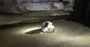 Cagnolino disperso riappare dopo due mesi in una grotta a 150 metri sottoterra