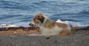 Cucciolo di cane randagio che insegue una donna sopra la spiaggia si rivela un vero e proprio tesoro