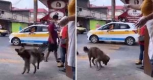 Cane randagio ha imparato a fare un trucco per procurarsi teneramente del pane da un negozio (VIDEO)