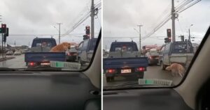 Cane approfitta del semaforo rosso per scendere dal rimorchio e urinare sulle gomme dell’auto vicino a lui (VIDEO)