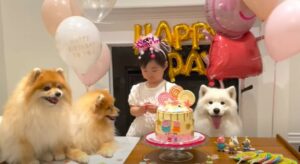 Cuccioli di casa vogliono partecipare attivamente al compleanno della sorellina umana come se fosse anche il loro compleanno (VIDEO)