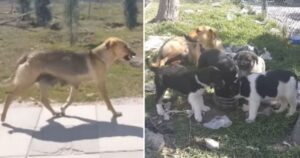 Cagnolina mamma corre con una ciotola di cibo da portare ai suoi cuccioli (VIDEO)