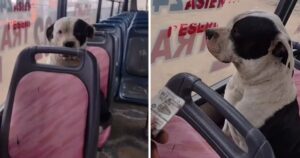 Cucciolo sale sopra i mezzi pubblici e si comporta da “folle” quando il controllore gli chiede di pagare il biglietto (VIDEO)