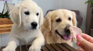 Un cucciolo e cane adulto di golden retriever fanno insieme un gioco davvero molto goloso (VIDEO)