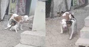 Cucciolo ha morso il guinzaglio del suo amico per liberarlo e non fare il bagno (VIDEO)