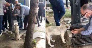 Uomo raccoglieva l’acqua dalla fontana con le mani per dare da bere a un cucciolo randagio (VIDEO)