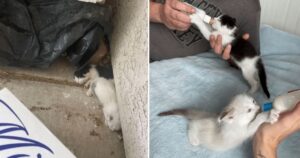 Gattina fa arrampicare i suoi cuccioli su un balcone di una casa per farli aiutare