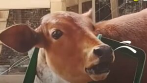 La mucca Clementina crede di essere un cane ed è di una dolcezza unica (VIDEO)