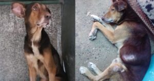 La proprietaria di Osito è morta, convinta che la sua famiglia continuasse a prendersi cura del suo cane, ma si sbagliavano