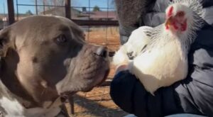 Il Pit Bull Duke si è preso cura di alcuni pulcini a cui si è molto affezionato (VIDEO)