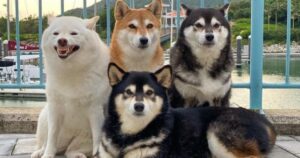 Shiba Inu è diventata famosa per il suo dono di rovinare le foto di gruppo con i suoi fratelli