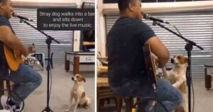 Cagnolino randagio è entrato in un bar e ha iniziato a suonare la chitarra insieme al cantante (VIDEO)