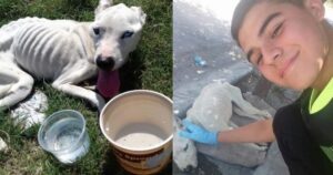 Ragazzo scende dall’autobus per aiutare un povero cucciolo scheletrico che nessuno voleva