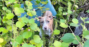 Cane viene lanciato da un ponte e si raggomitola aspettando si essere salvato