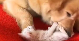 Golden Retriever adotta un cucciolo di gattino e gli fa da mamma