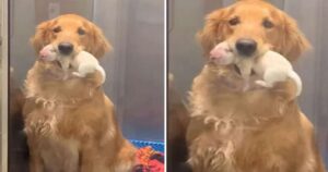 Golden Retriever è entusiasta della nascita dei suoi cuccioli e decide di presentarli con orgoglio ai suoi proprietari