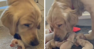 Mamma Golden Retriever si prende amorevolmente cura dei suoi cuccioli appena nati (VIDEO)