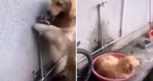 Golden Retriever che ha imparato a prepararsi la doccia quando ha caldo (VIDEO)