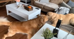 Tucker il Golden Retriever rivede la sua fidanzata dopo tempo e la sua reazione è adorabile