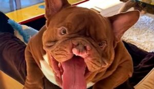 Il cagnolone Big Rig è diventato molto importante; la sua dolce storia (VIDEO)