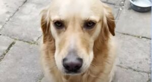 Golden Retriever è riuscito finalmente ad accettare un nuovo membro in famiglia (VIDEO)