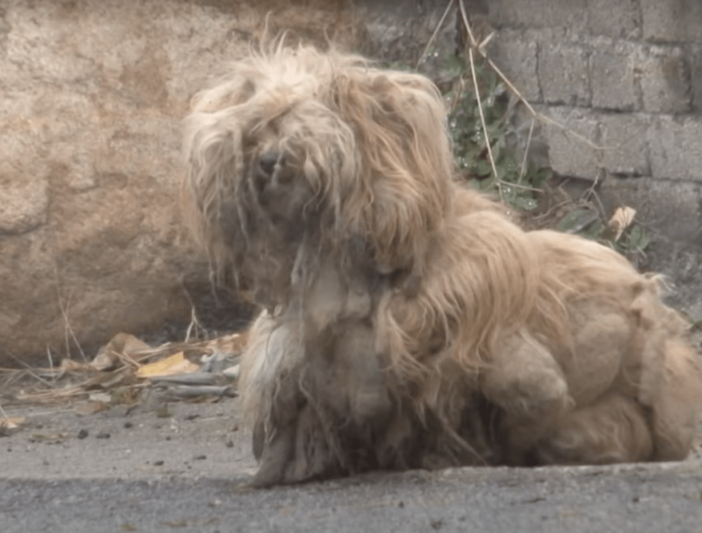 Cane abbandonato fissa la strada tutti i giorni