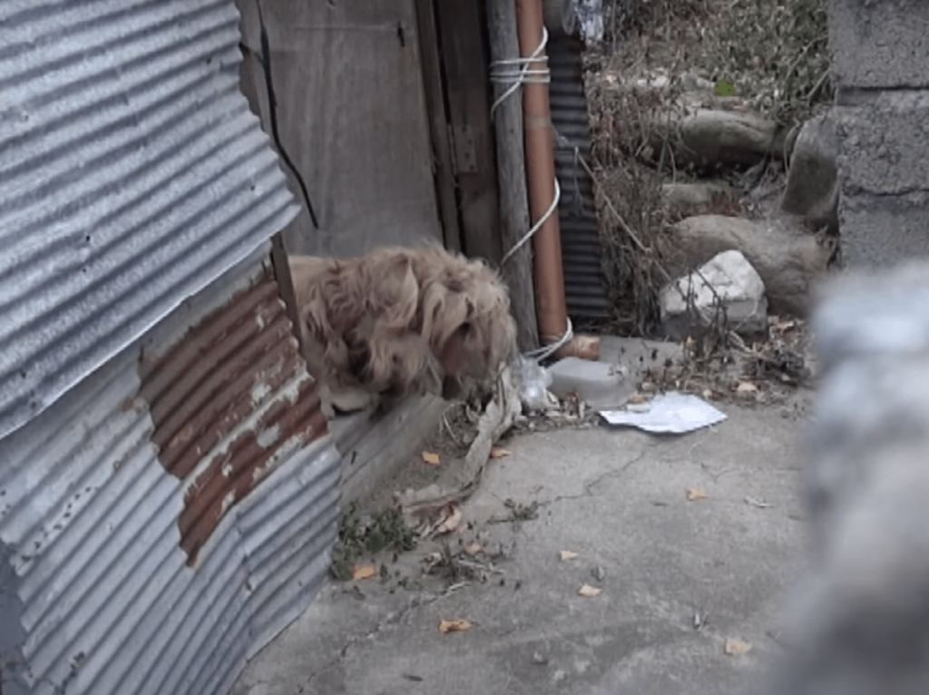 Cane abbandonato fissa la strada tutti i giorni