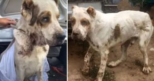 Cagnolone anziano viene abbandonato dopo essere stato sfruttato per 10 anni come guardia