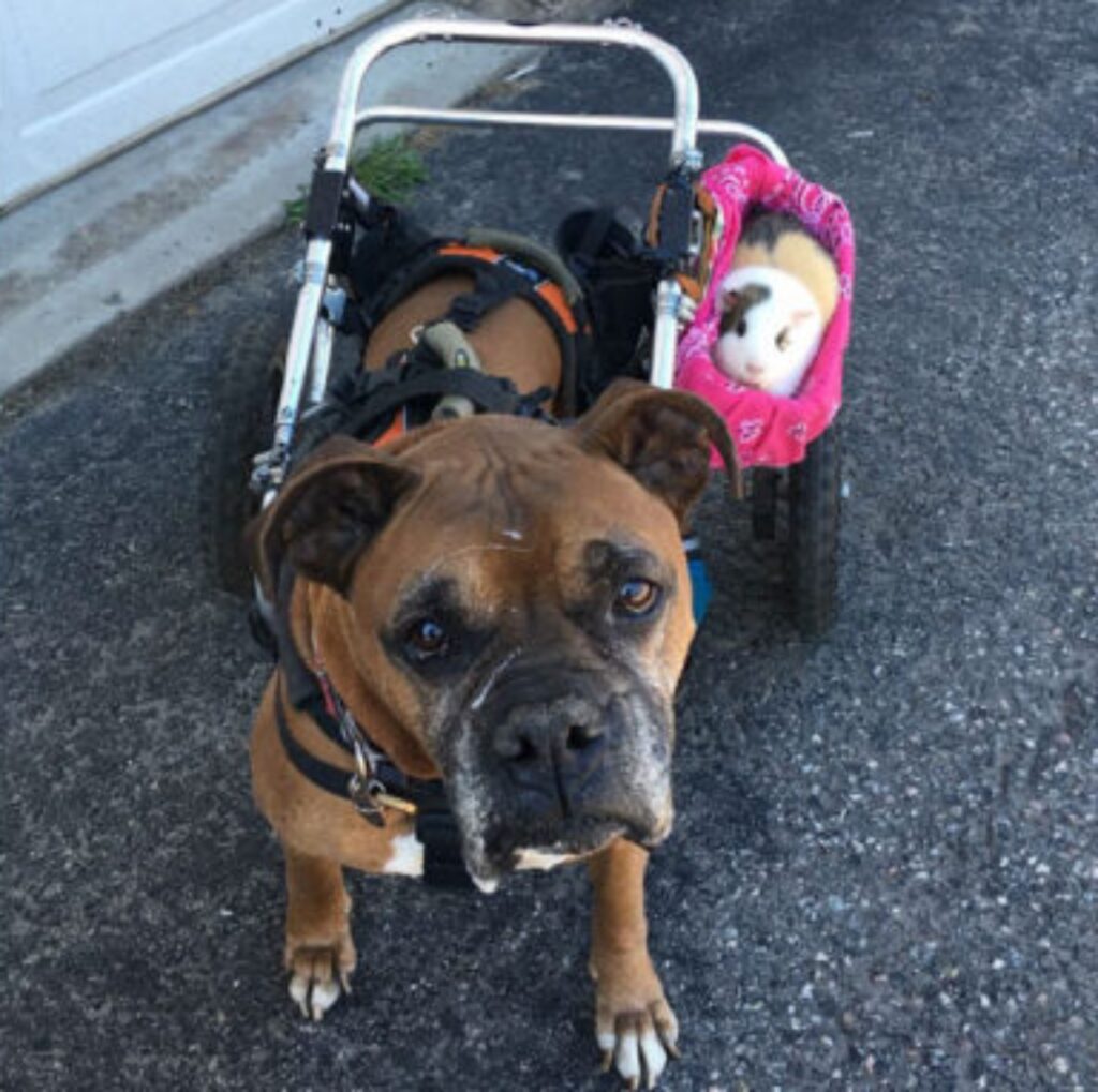 cane anziano con sostegno e porcellino d'India