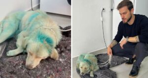 Cucciolo di cane randagio dipinto di blu è stato aggredito per aver chiesto del cibo