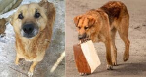 Cane veniva ogni giorno a prendere un sacchetto con del cibo e lo portava via: l’uomo lo ha seguito