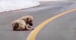 Cucciolo di cane giaceva tristemente per strada e desiderava solamente amore e una vita migliore