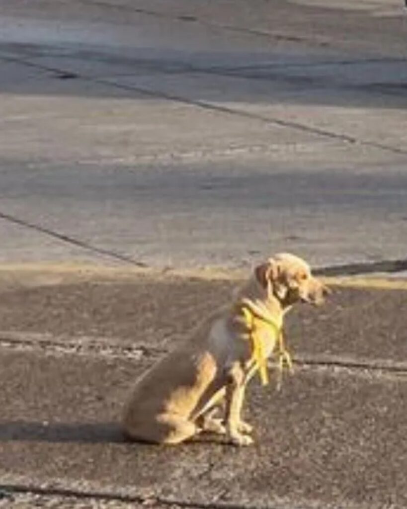 Cane abbandonato sul ciglio della strada