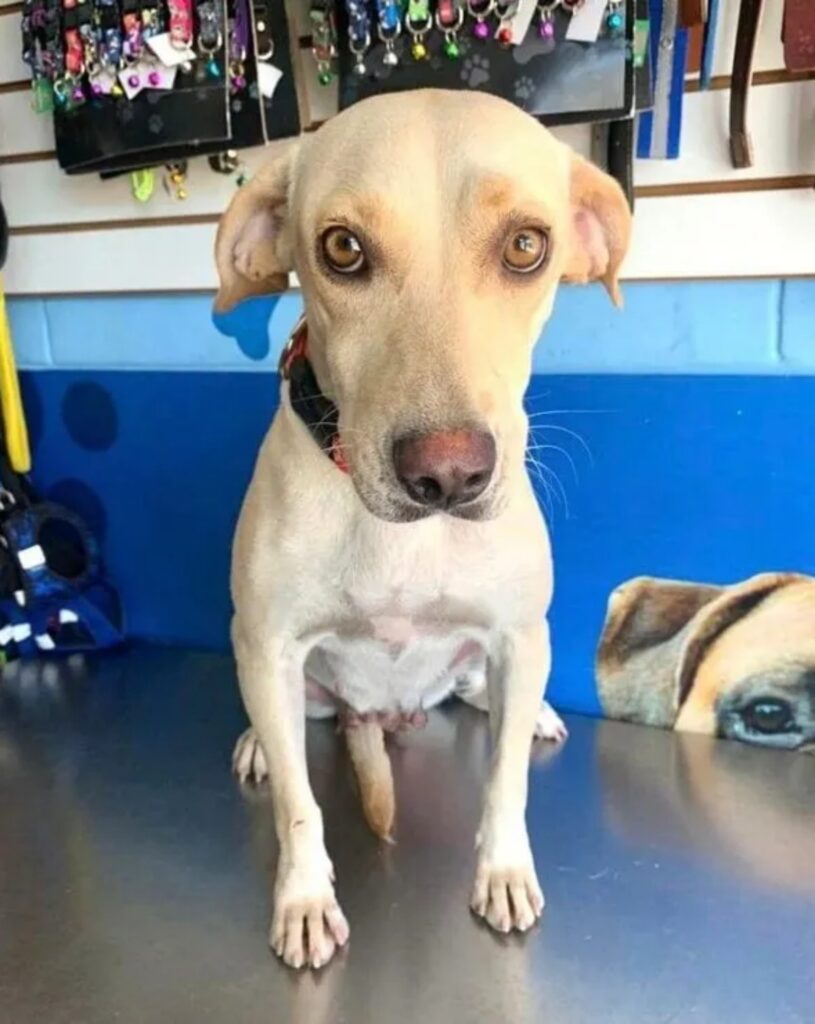 Cane abbandonato sul ciglio della strada