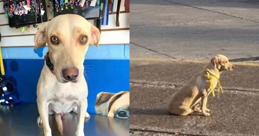 Cane abbandonato sul ciglio della strada