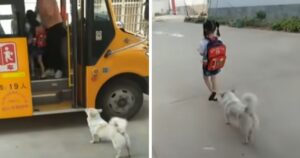 Cucciolo aspetta l’autobus con la sua piccola proprietaria e si assicura che sia al sicuro