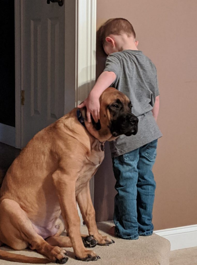 cucciolo fa compagnia al suo amico sul muro