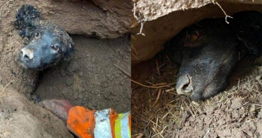 Cucciolo bloccato sottoterra nel fango