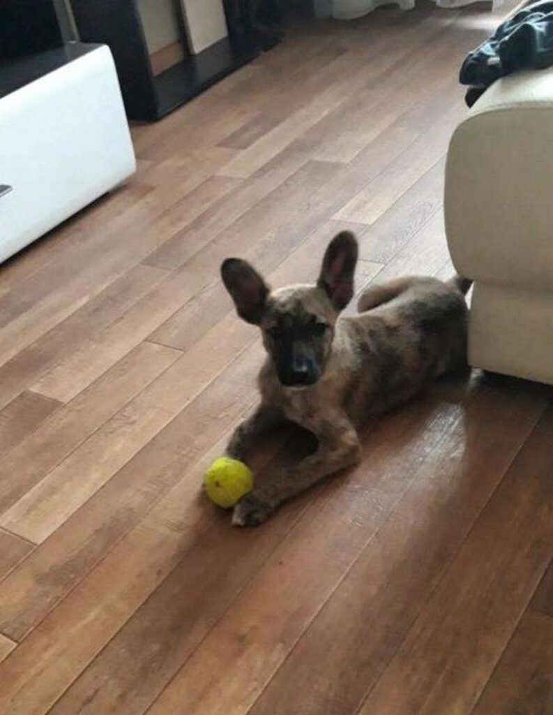 Cucciolo viene tolto dalla strada da soccorritore