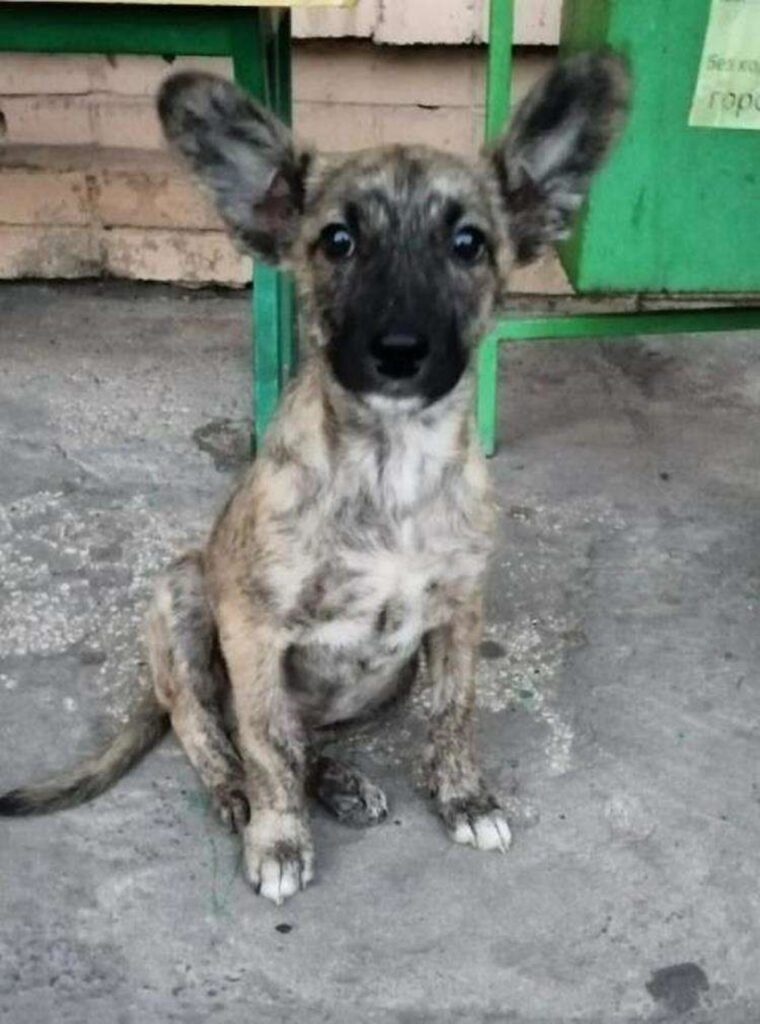 Cucciolo viene tolto dalla strada da soccorritore