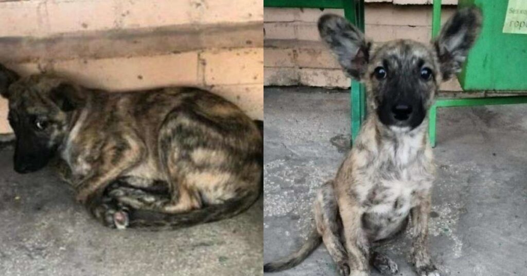 Cucciolo viene tolto dalla strada da soccorritore