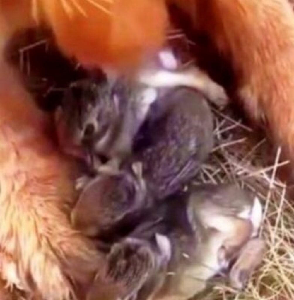 donna vede cane con cuccioli di coniglio