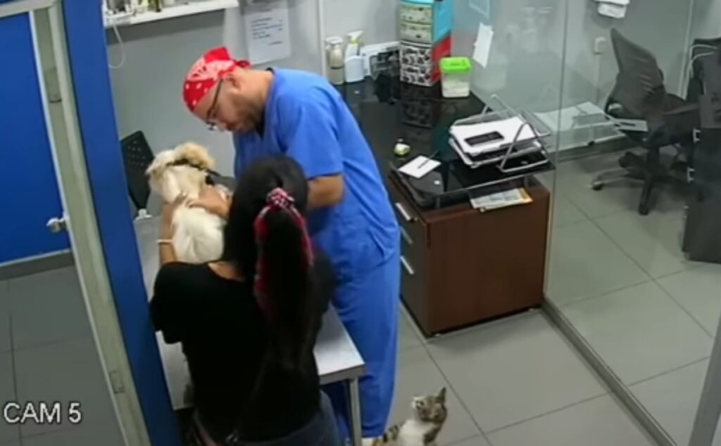 Gattino aggredisce veterinario