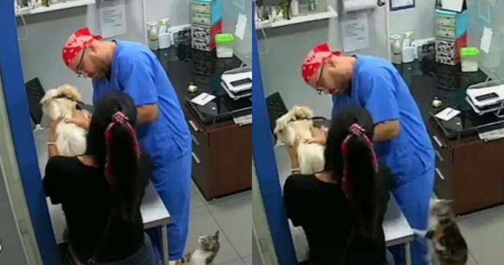 Gattino aggredisce veterinario